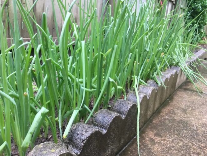 蔥種植 蔥種植