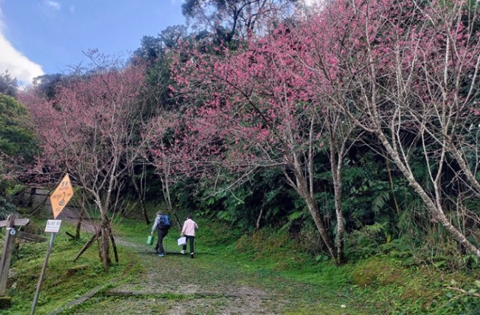 二格櫻花步道 二格櫻花步道