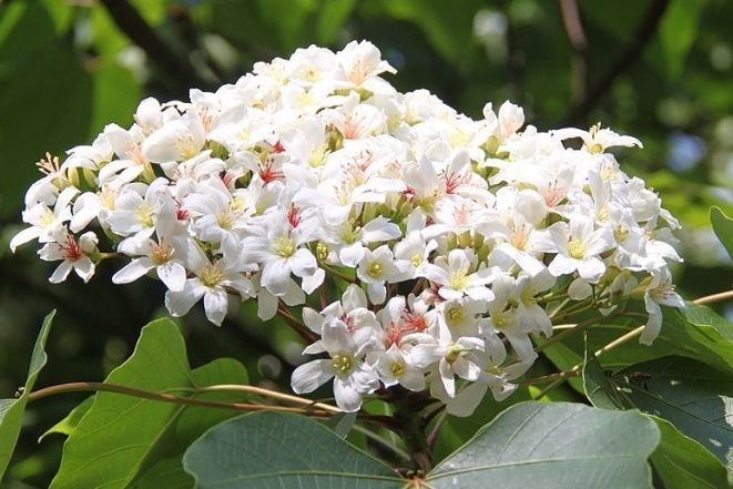 梧桐花 梧桐花