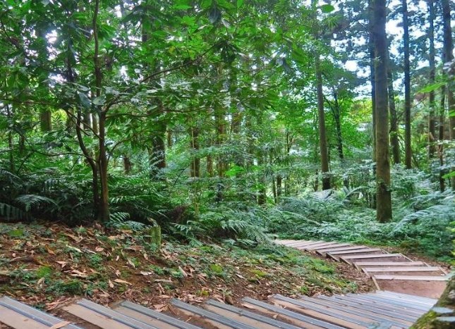 東眼山國家森林遊樂區