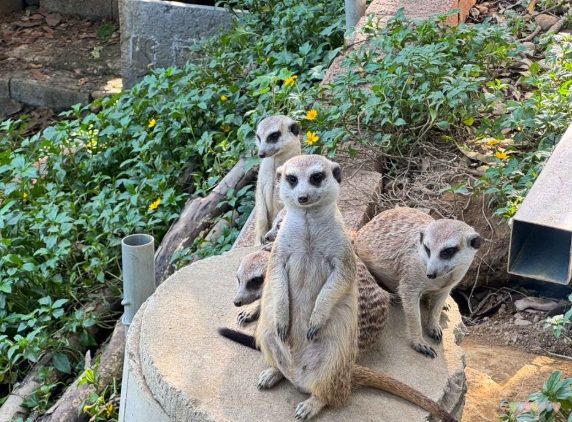 彰化動物園 彰化動物園
