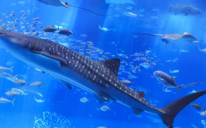 沖繩美麗海水族館 沖繩美麗海水族館