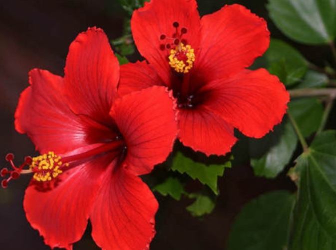 木槿花花語 木槿花花語