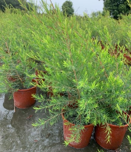 澳洲茶樹種植