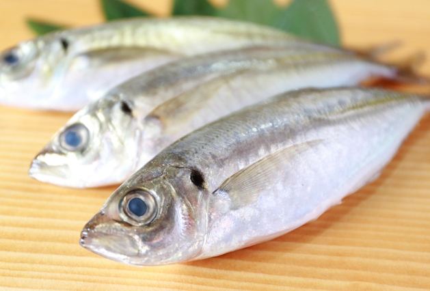 竹莢魚
