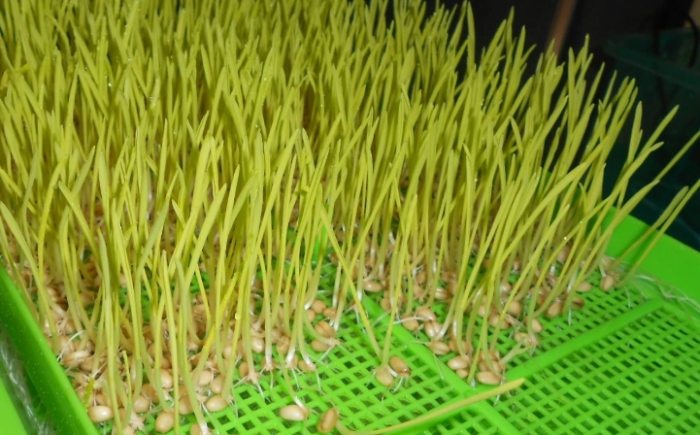 小麥草種植 小麥草種植
