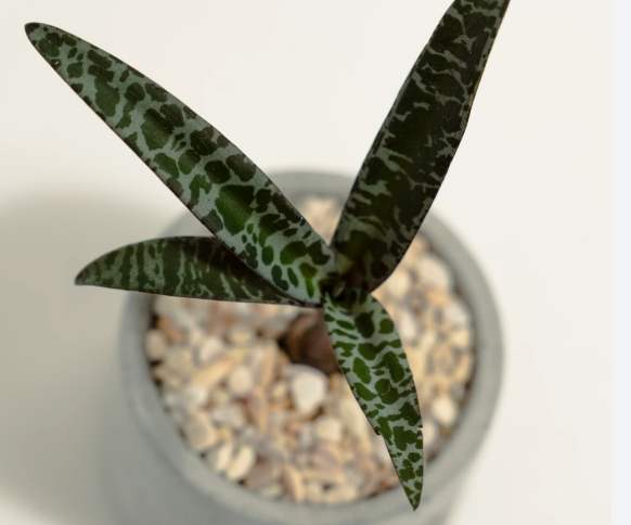 油點百合 油點百合