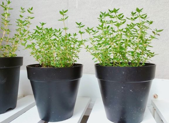 百里香種植 百里香種植