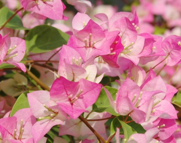 九重葛花語 九重葛花語