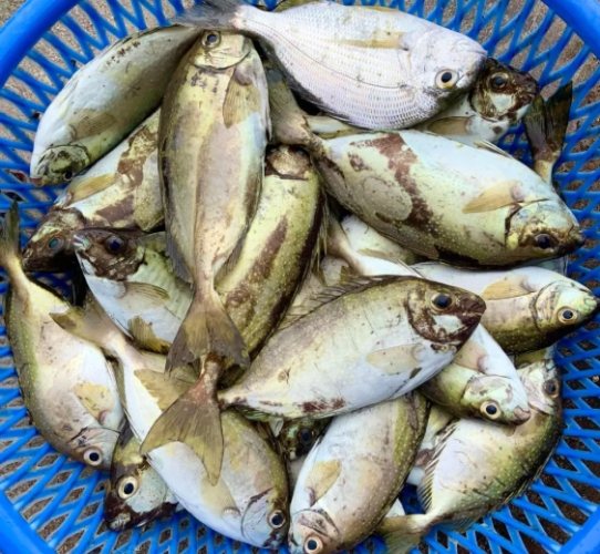 臭肚魚 臭肚魚