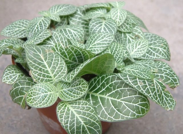 網紋草 網紋草
