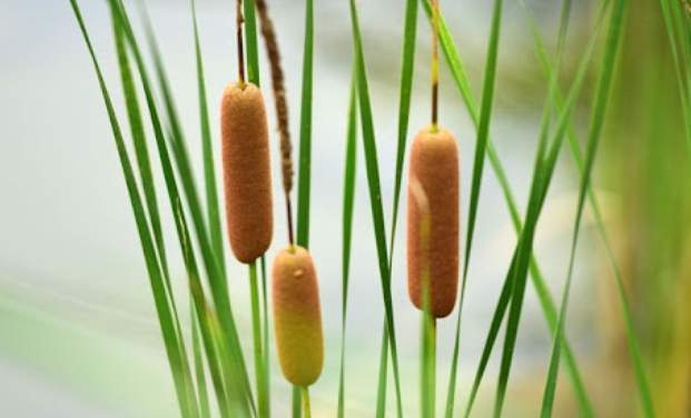 菖蒲 菖蒲
