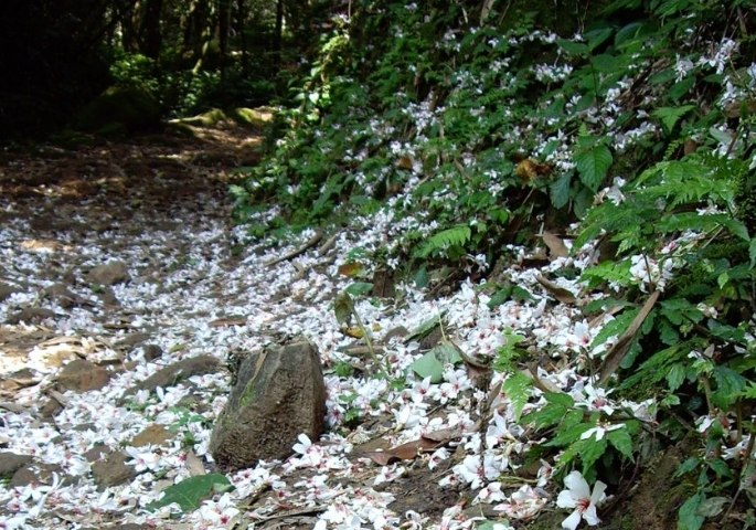 小粗坑步道