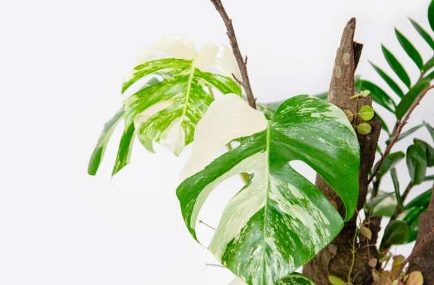 白斑龜背芋 白斑龜背芋