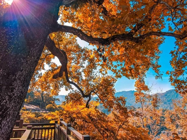 大凍山 大凍山
