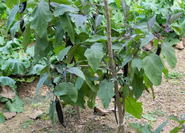 茄子種植 茄子種植