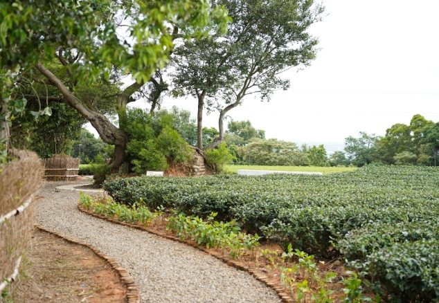 茶香步道 茶香步道