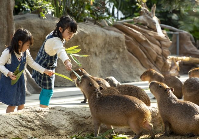 神戶動物園 神戶動物園