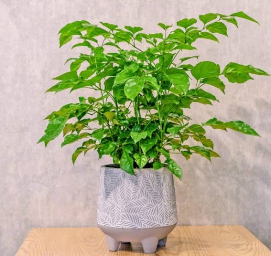 發財樹盆栽 發財樹盆栽