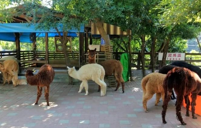 彰化動物園 彰化動物園