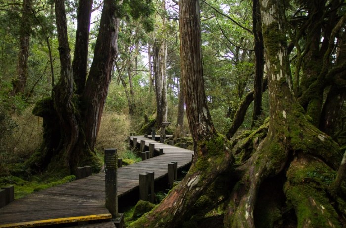 太平山檜木原始林步道
