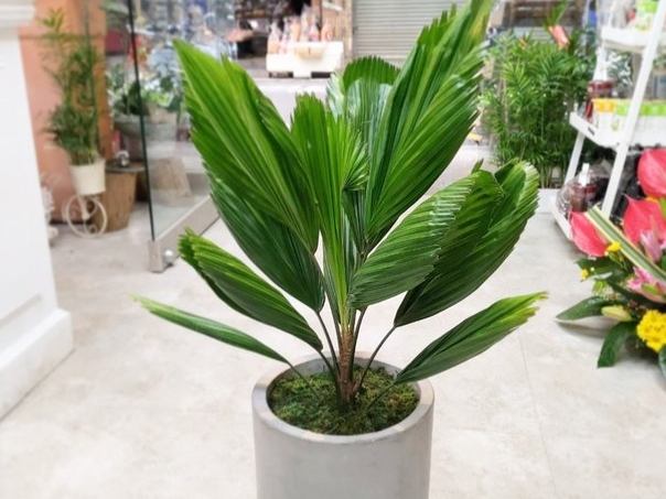 圓扇蒲葵 圓扇蒲葵