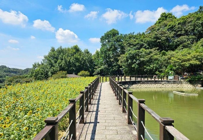 樟樹步道 樟樹步道