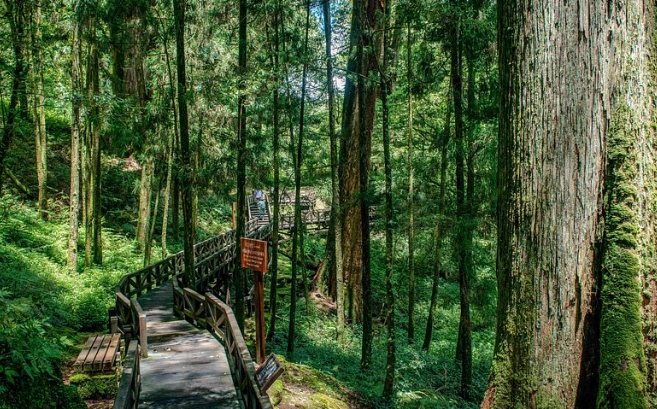 阿里山國家風景區