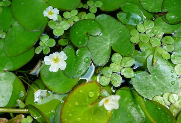 水蓮種植 水蓮種植