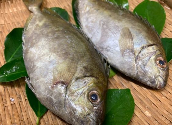 臭肚魚 臭肚魚