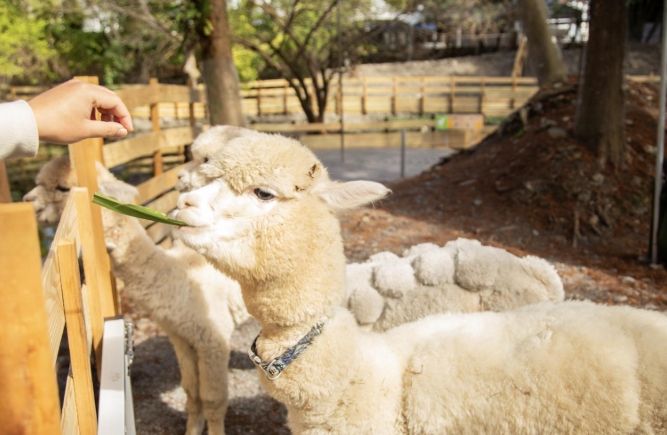 宜蘭動物園 宜蘭動物園
