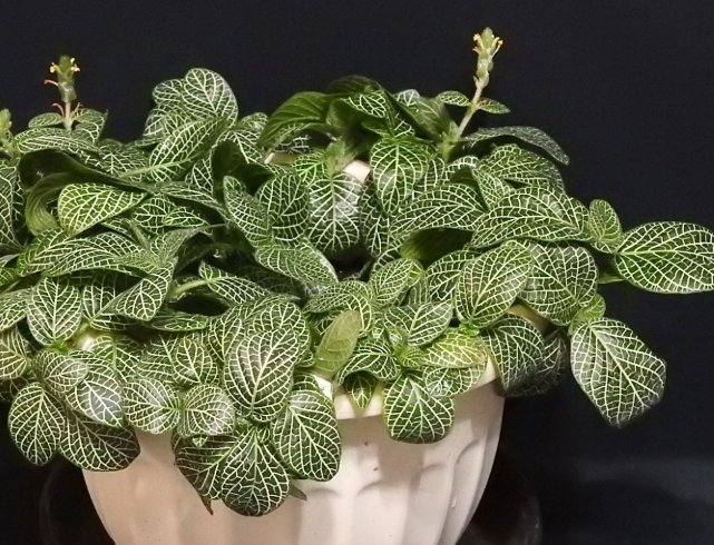 網紋草 網紋草