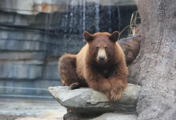 神戶動物園 神戶動物園