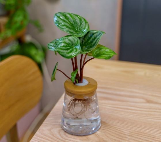 水耕植物 水耕植物