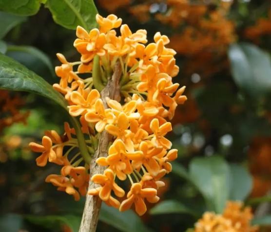 桂花種植禁忌