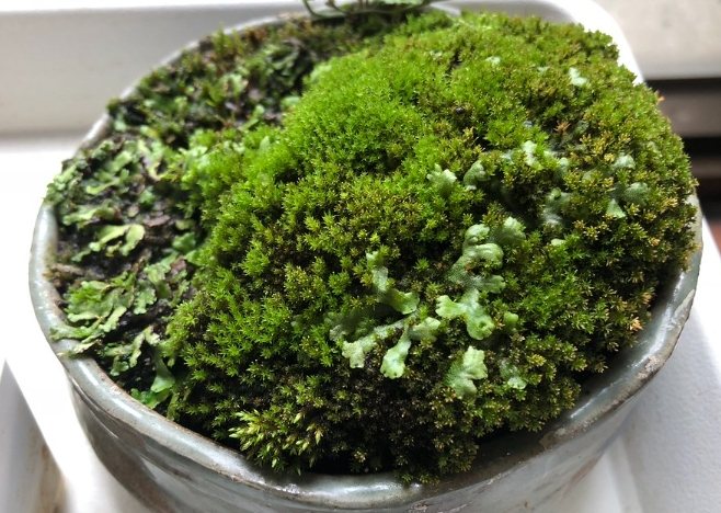 苔蘚種植 苔蘚種植