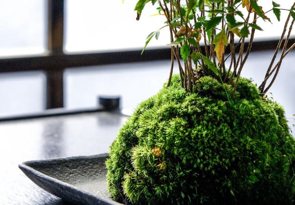 苔蘚種植 苔蘚種植