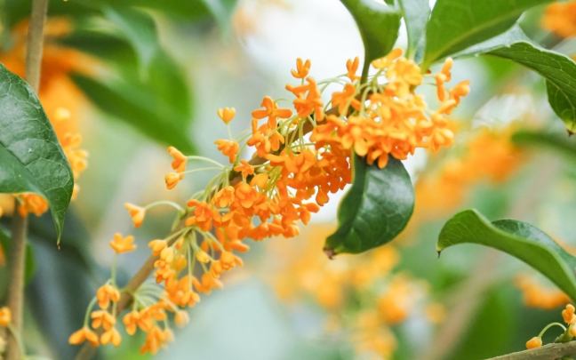桂花種植禁忌 桂花種植禁忌