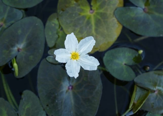 水蓮種植 水蓮種植