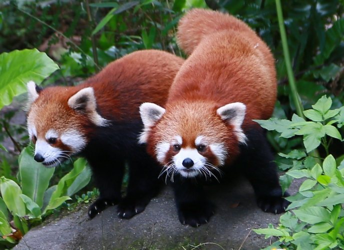 木柵動物園 木柵動物園