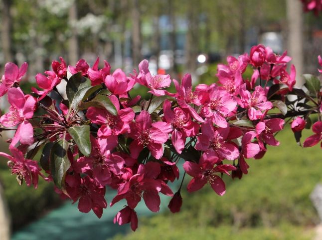海棠花花語 海棠花花語