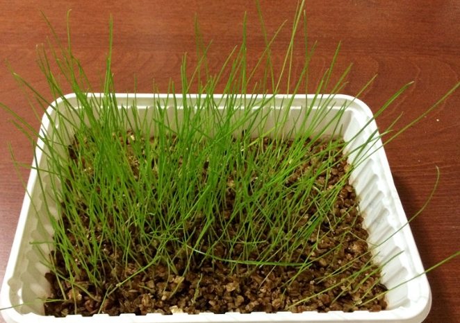 小麥草種植 小麥草種植
