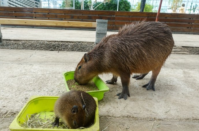 宜蘭動物園 宜蘭動物園