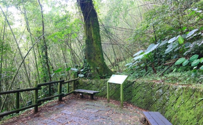 阿里山迷糊步道 阿里山迷糊步道