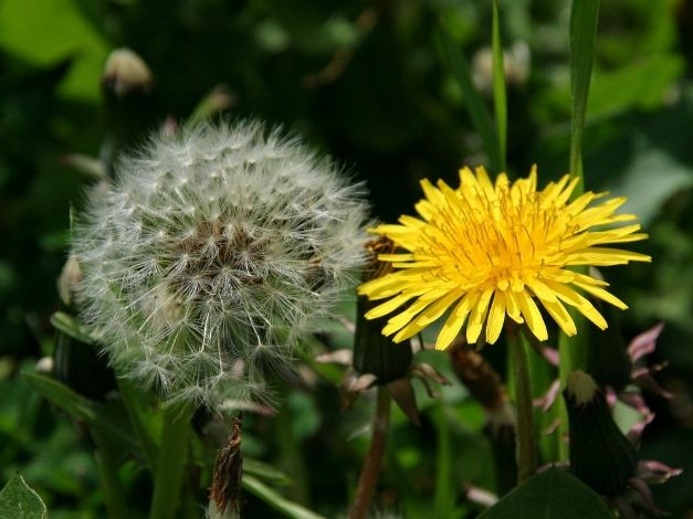 蒲公英功效 蒲公英功效
