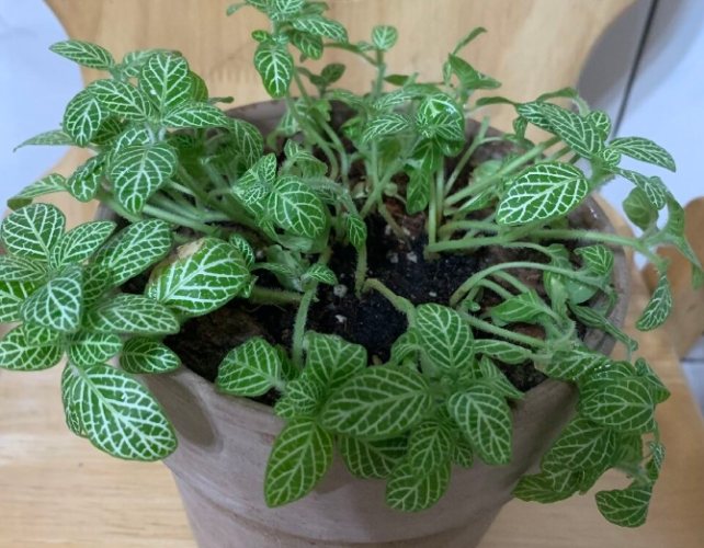 網紋草 網紋草