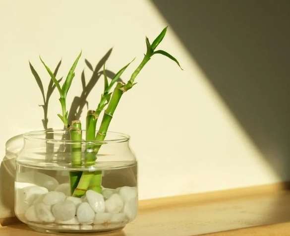 水培植物 水培植物