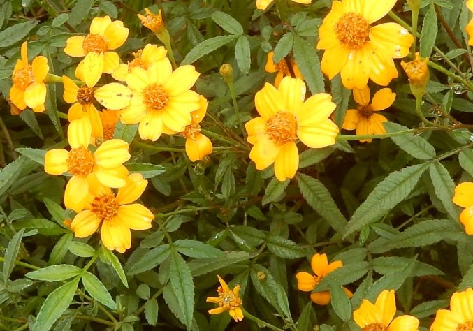 芳香萬壽菊禁忌 芳香萬壽菊禁忌