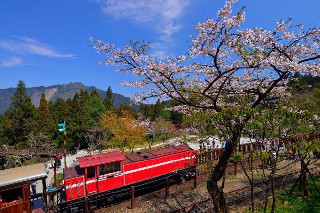 阿里山旅遊 阿里山旅遊