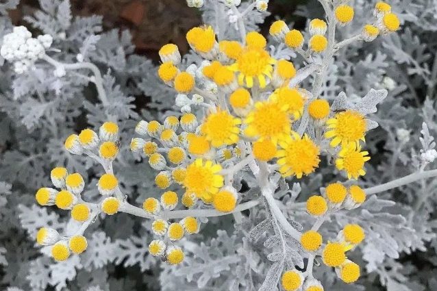銀葉菊 銀葉菊